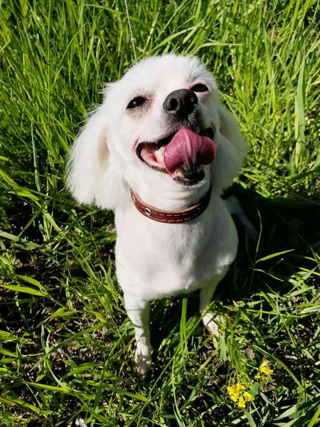 Cão Engraçado Verão Maltês Parque — Fotografia de Stock