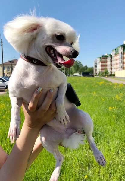 Funny Dog Maltese Summer Park — Stock Photo, Image