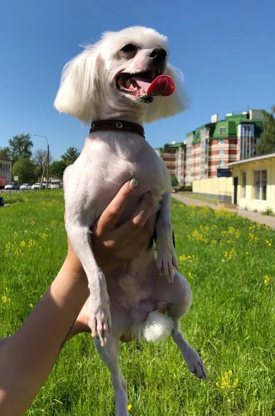 Câine Amuzant Vara Malteză Parc — Fotografie, imagine de stoc