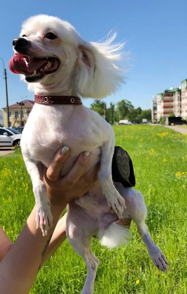 Cão Engraçado Verão Maltês Parque — Fotografia de Stock