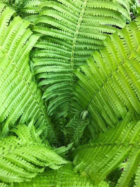 Зелена Папороть Красивим Листям Лісі — стокове фото