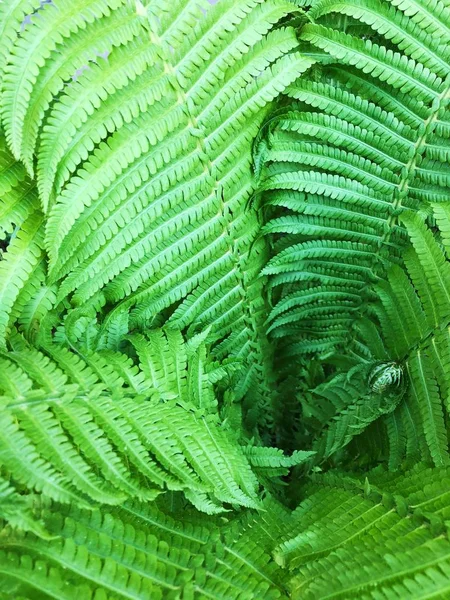 Helecho Verde Con Hermosas Hojas Bosque — Foto de Stock