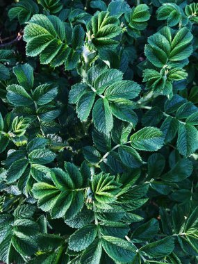 Ormanda güzel yaprakları ile yeşil eğreltiotu