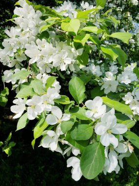 Elma ağacı ormanda güzel beyaz çiçekler