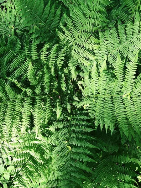 森林里有美丽树叶的绿色蕨类植物 — 图库照片