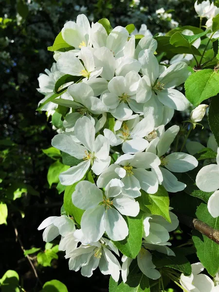 Beautiful White Flowers Apple Tree Woods — Stock Photo, Image