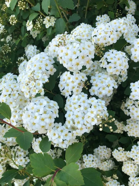 Beautiful White Flowers Tree Woods — Stock Photo, Image