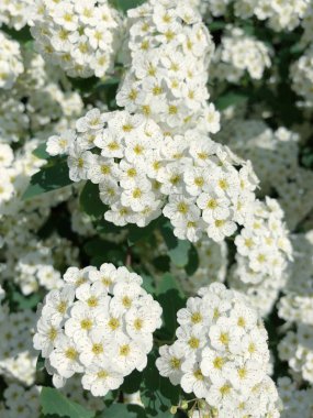 Ağacın ormanda güzel beyaz çiçekler 