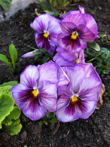 Lindas Violetas Lilás Canteiro Flores — Fotografia de Stock