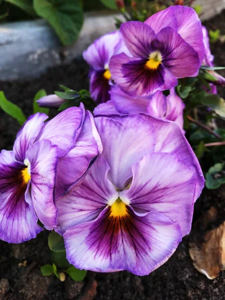 Lindas Violetas Lilás Canteiro Flores — Fotografia de Stock