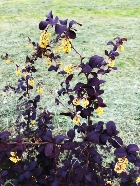 Mooie Bush Met Paarse Bladeren Gele Bloemen — Stockfoto