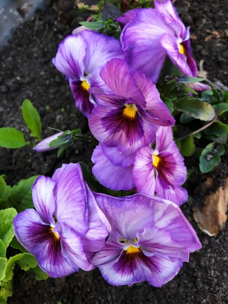 Lindas Violetas Lilás Canteiro Flores — Fotografia de Stock