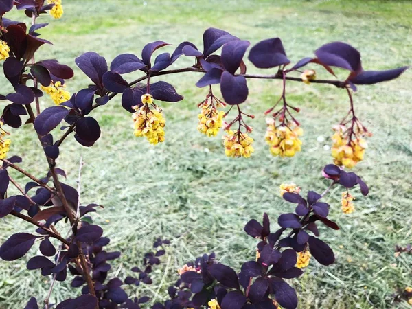 Mooie Bush Met Paarse Bladeren Gele Bloemen — Stockfoto