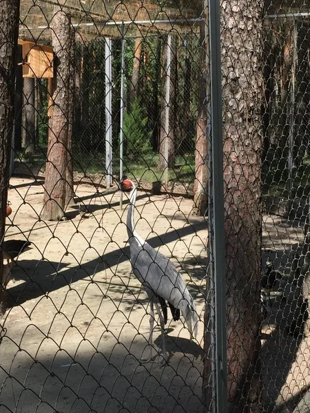 Hermosa Cigüeña Blanca Arena Del Zoológico — Foto de Stock