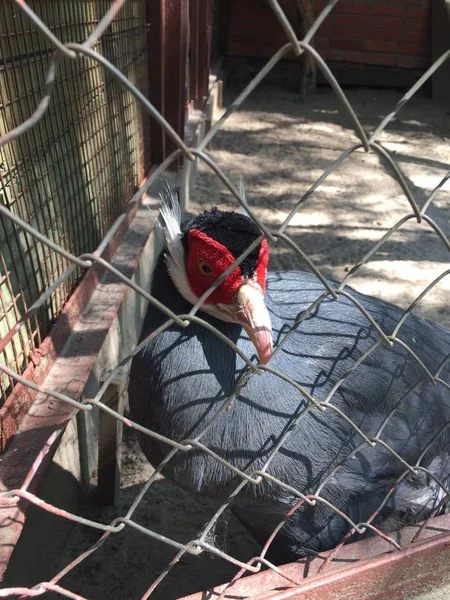 Schöner Grauer Fasan Zoo Käfig — Stockfoto