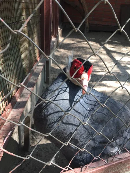 Schöner Grauer Fasan Zoo Käfig — Stockfoto