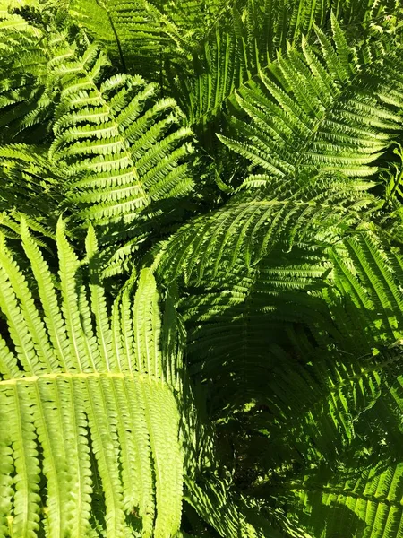 Helecho Verde Con Hermosas Hojas Bosque —  Fotos de Stock