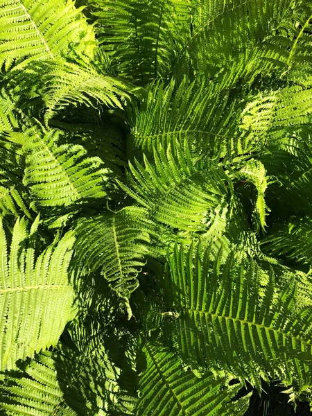 Fougère Verte Avec Belles Feuilles Dans Forêt — Photo