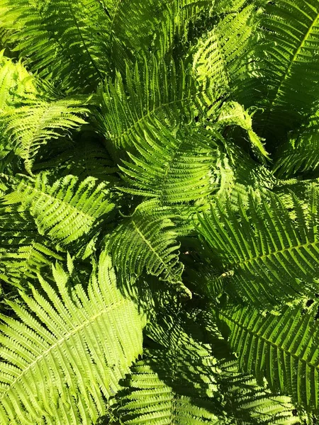 Zelené Kapradí Krásnou Listí Lese — Stock fotografie