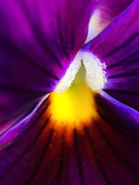 Güzel çiçek mor Menekşe parkta yakın çekim 