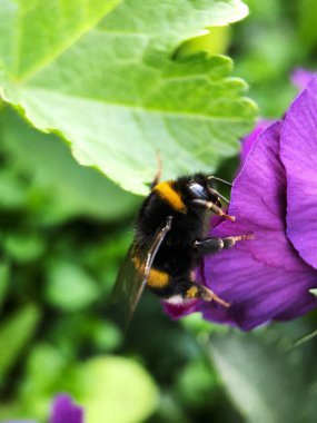 Güzel çiçek mor Menekşe bumblebee Park ile yakın çekim  