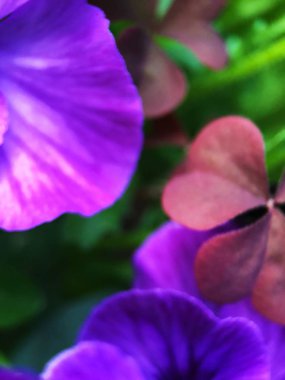 Güzel çiçek leylak parkta menekşe yakın çekim   