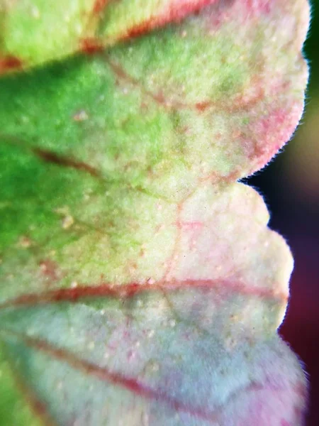 Bella Foglia Fiore Verde Nel Parco Vicino — Foto Stock