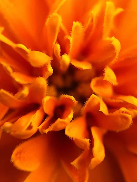 Belle Fleur Orange Dans Parc Proximité — Photo