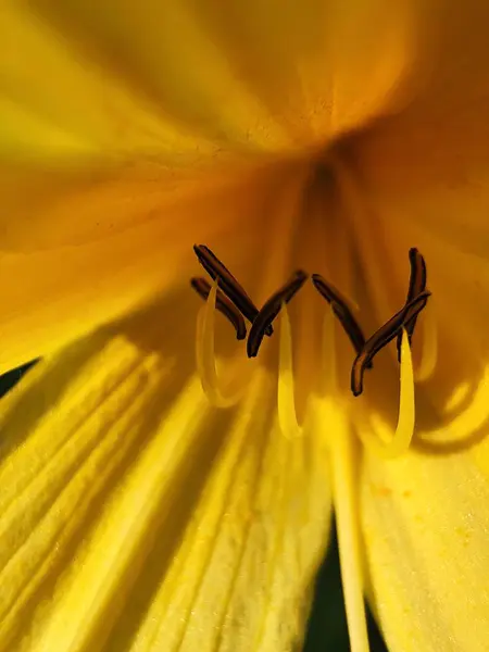 Vacker Gul Blomma Parken Nära — Stockfoto