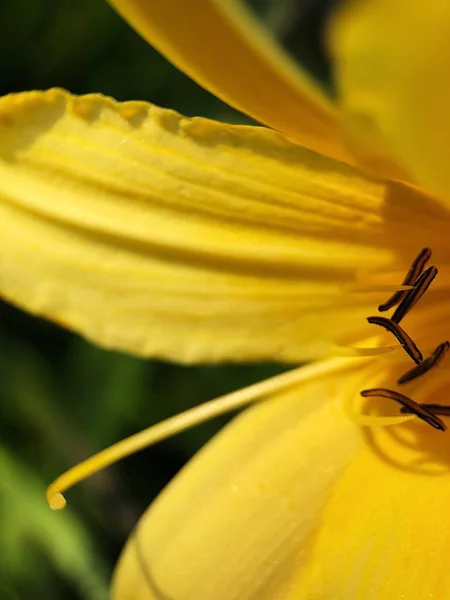 Vacker Gul Blomma Parken Nära — Stockfoto