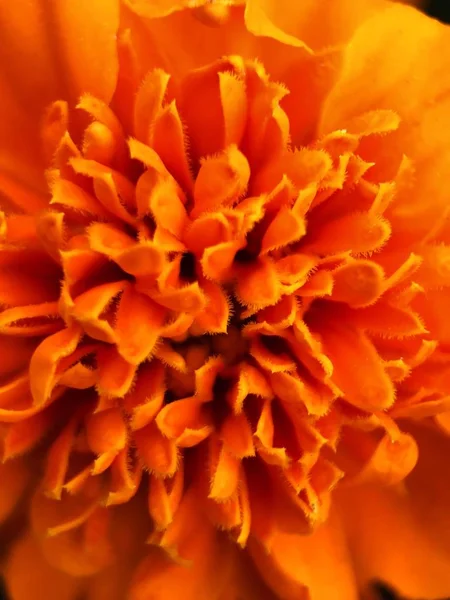 公園の近くに美しいオレンジ色の花 — ストック写真