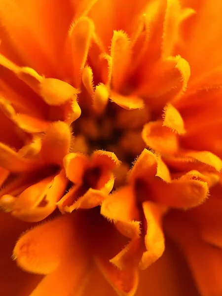 Beautiful Orange Flower Park Close — Stock Photo, Image