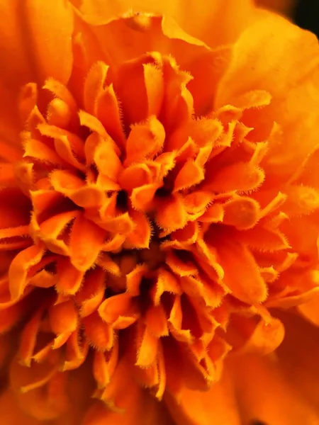 Bela Flor Laranja Parque Perto — Fotografia de Stock