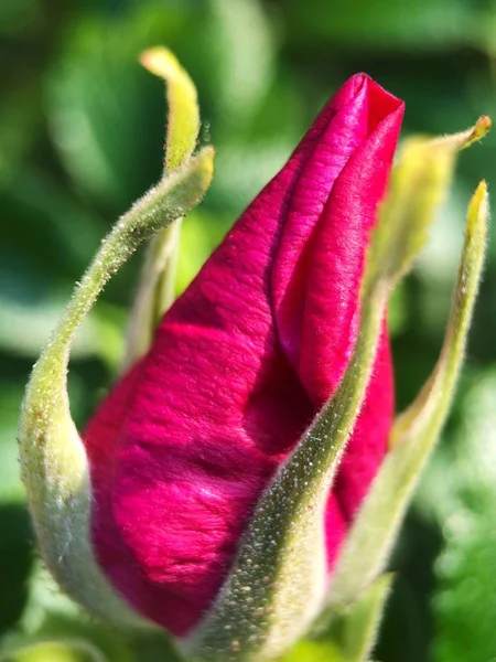 Bella Rosa Rosa Sull Aiuola — Foto Stock