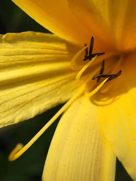 Bellissimo Fiore Giallo Nel Parco Vicino — Foto Stock