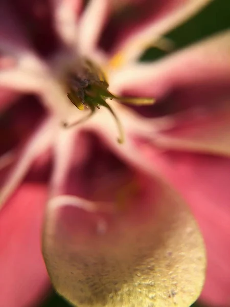 Vacker Rosa Blomma Parken Närbild — Stockfoto