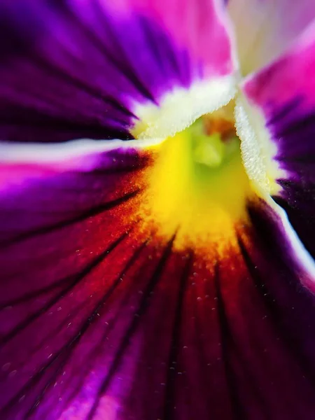 Krásná Květina Fialová Fialová Parku Zblízka — Stock fotografie