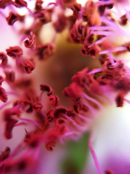 Vacker Rosa Blomma Parken Närbild — Stockfoto