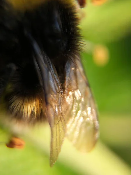 Αστείο Μέλισσα Ένα Πράσινο Λουλούδι Στο Πάρκο — Φωτογραφία Αρχείου
