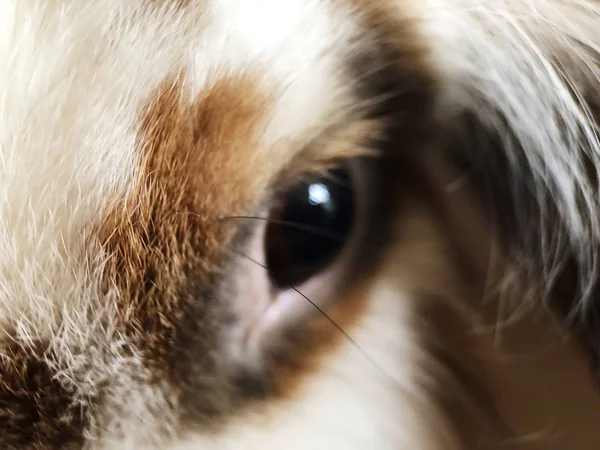 Fluffy Brown Rabbit White Close — Stock Photo, Image