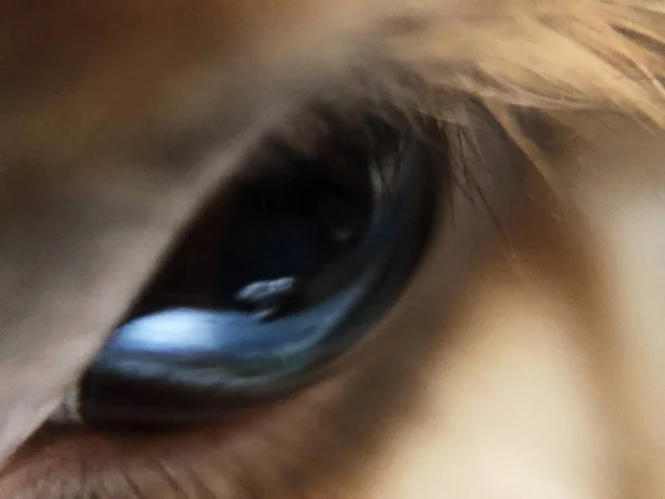 Kabarık kahverengi tavşan beyaza yakın çekim   