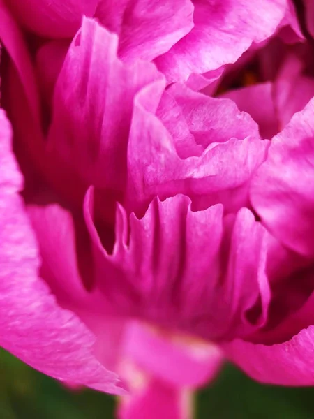 Vackra Scarlet Pion Blomma Parken Närbild — Stockfoto