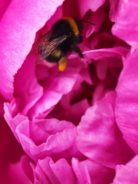 Vackra Scarlet Pion Blomma Parken Närbild — Stockfoto
