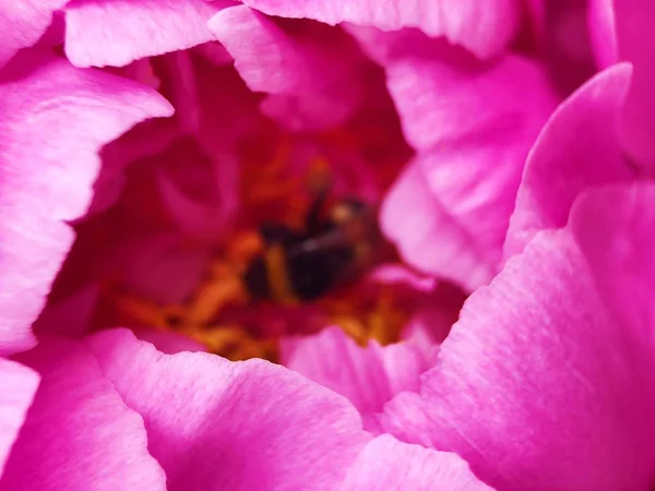 Krásné Šarlatové Pivoňka Květ Parku Zblízka — Stock fotografie