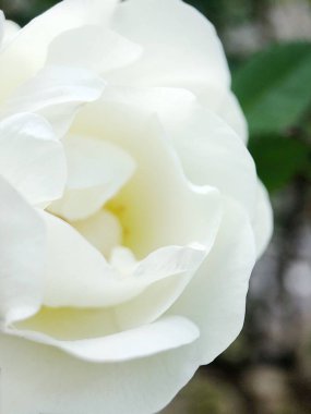 Güzel beyaz gül çiçek yatakta 