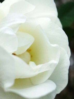 Güzel beyaz gül çiçek yatakta 