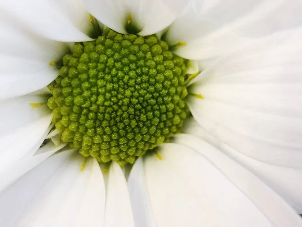 Vackra Vita Daisy Parken Närbild — Stockfoto