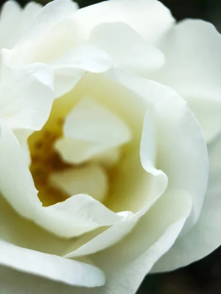Gyönyörű Fehér Rózsa Virág Ágy — Stock Fotó
