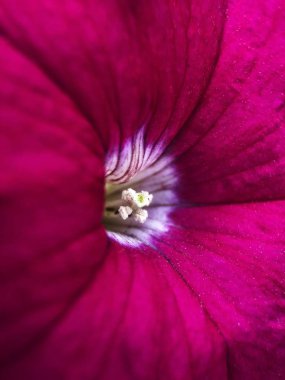 Parkta güzel pembe çiçek yakın çekim   