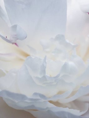 Güzel beyaz şakayık çiçeği parkta yakın çekim 